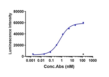 CLDN6/CLD6 Antibody