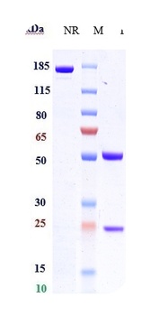 CCL20 Antibody