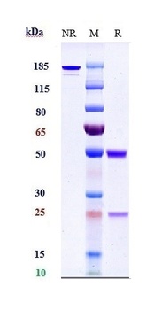 CHI3L1 Reference Antibody