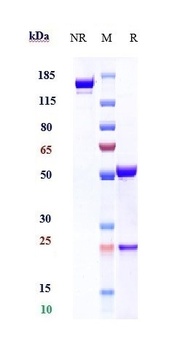 CD69 Reference Antibody