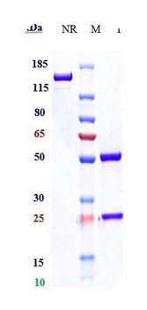 CD47 Antibody
