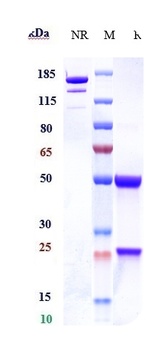 CD46 Antibody