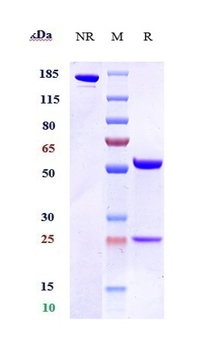 OX2R / CD200R1 Reference Antibody
