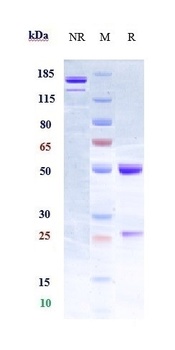 PROM1 / CD133 Reference Antibody