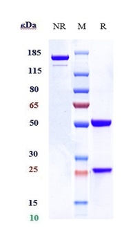 IL-3Ra/CD123 Antibody