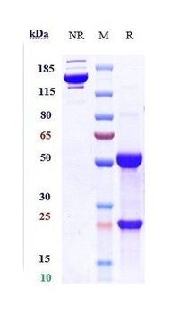 IL-3Ra/CD123 Antibody