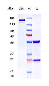 SCFR/c-Kit/CD117 Antibody