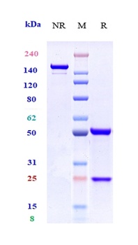CCR7/CD197/CMKBR7/EBI1/EVI1 Antibody