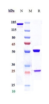 CCR2/CD192 Antibody