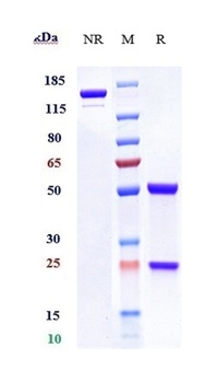 CA9/Carbonic anhydrase 9 Antibody