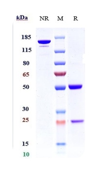 CDH6/K-Cadherin Antibody