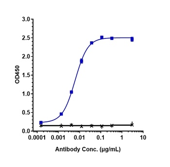 C1s Antibody