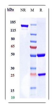 Bcl-2 Reference Antibody