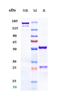 TNFSF13B/BAFF/CD257 Antibody