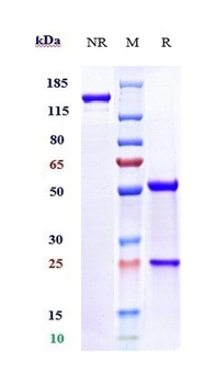 B7-H5/VISTA Antibody