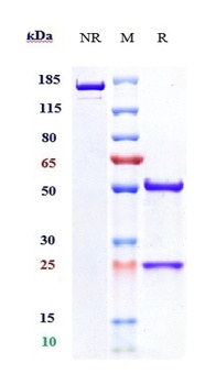 ANGPT2 Antibody