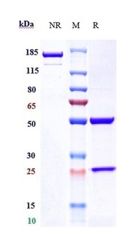 Alpha-synuclein Antibody
