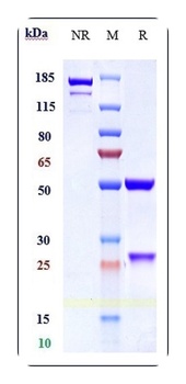 Alpha-synuclein Antibody