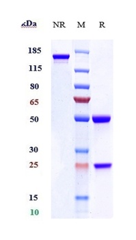 ACVR1/ALK-2 Antibody