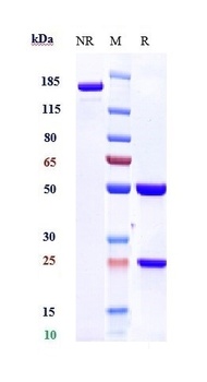 TNFRSF9/4-1BB/CD137 Antibody