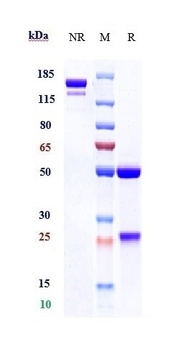 TNFRSF9/4-1BB/CD137 Antibody