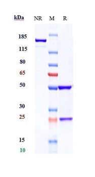 VEGFR2/KDR/CD309 Antibody