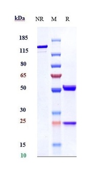 VEGF Antibody