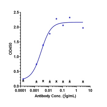 VEGF Antibody