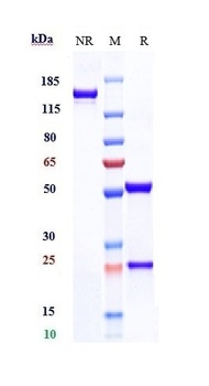 TIGIT/VSIG9/VSTM3 Antibody