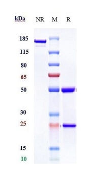 Siglec-15/CD33L3 Antibody