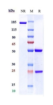 P-Selectin/CD62p Antibody