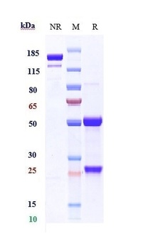PMEL Reference Antibody
