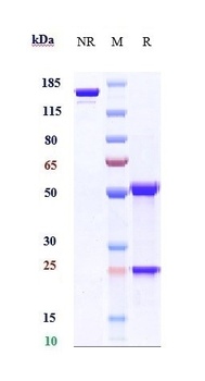PMEL Antibody