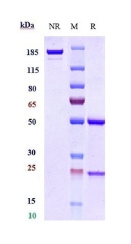 B7-H1/PD-L1/CD274 Antibody