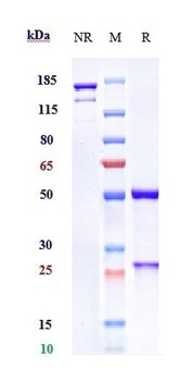 B7-H1/PD-L1/CD274 Antibody