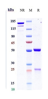 PDGFB Antibody