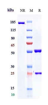 PDCD1/PD-1/CD279 Antibody