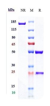 PDCD1/PD-1/CD279 Antibody
