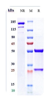 NT5E/CD73 Antibody
