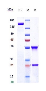 LILRB4 / ILT3 / CD85k Reference Antibody
