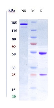 LIF Antibody