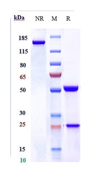 KIR3DL2/CD158k Antibody