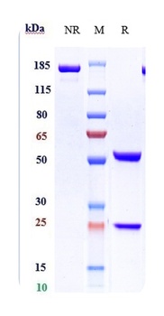 KIR Antibody
