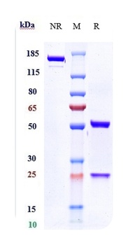 IL-6Ra/CD126 Antibody