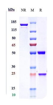 IL-6Ra/CD126 Antibody