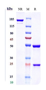 IL-6/IFNb2 Antibody