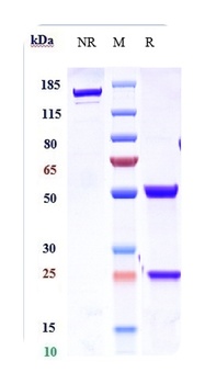 IL-21 Reference Antibody
