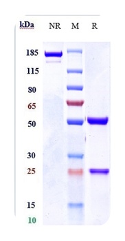 IL-1RAP/IL-1R3 Antibody
