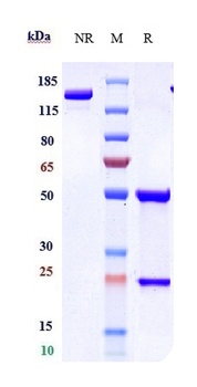 IL-17Ra/CD217 Antibody
