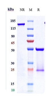 ERBB2/HER2/CD340 Antibody